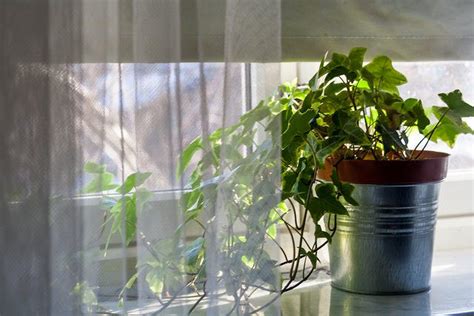 植物與人的關係|聆聽植物改變我. 「用照料不會說話的植物的細膩心。